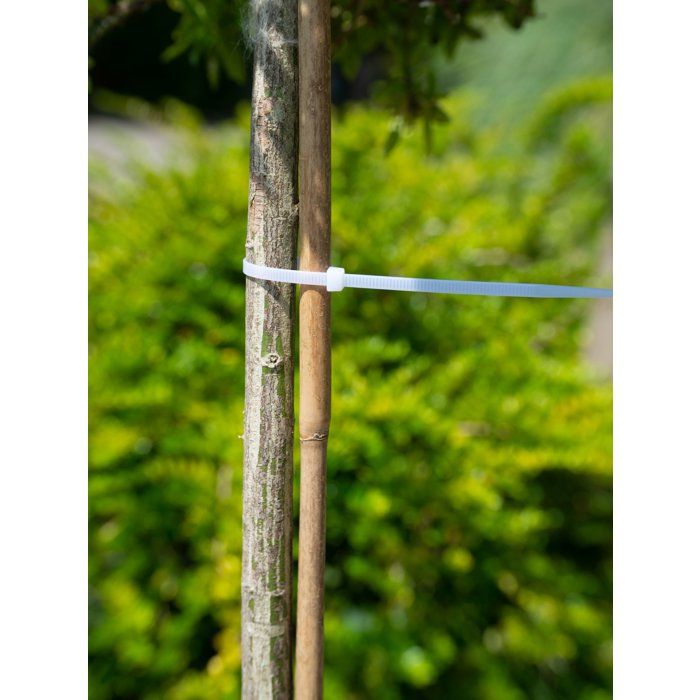 Image secondaire de Colliers de Tuteurage Transparent - Lot de 25 - 15 cm