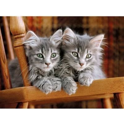 Clementoni - 500 pieces - Kittens