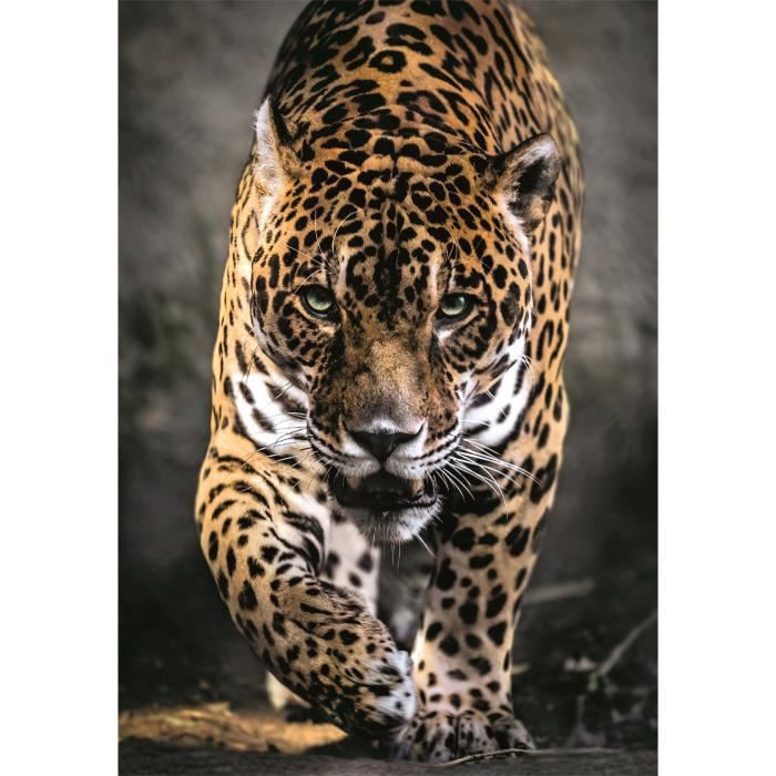 Image secondaire de CLEMENTONI - Compact 1000 pieces - Walk of the Jaguar