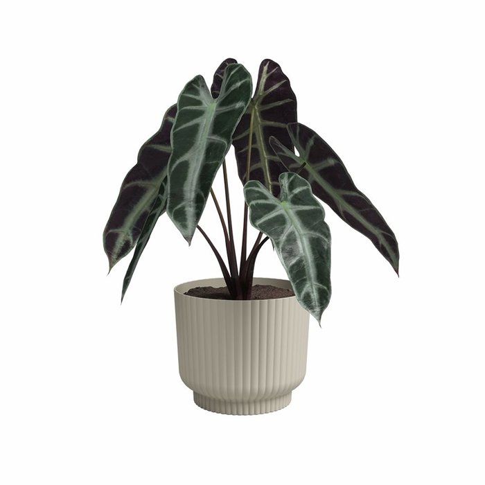 Image secondaire de Pot de Fleur Miami Wavy 30 cm en Crème - Élégance et Raffinement