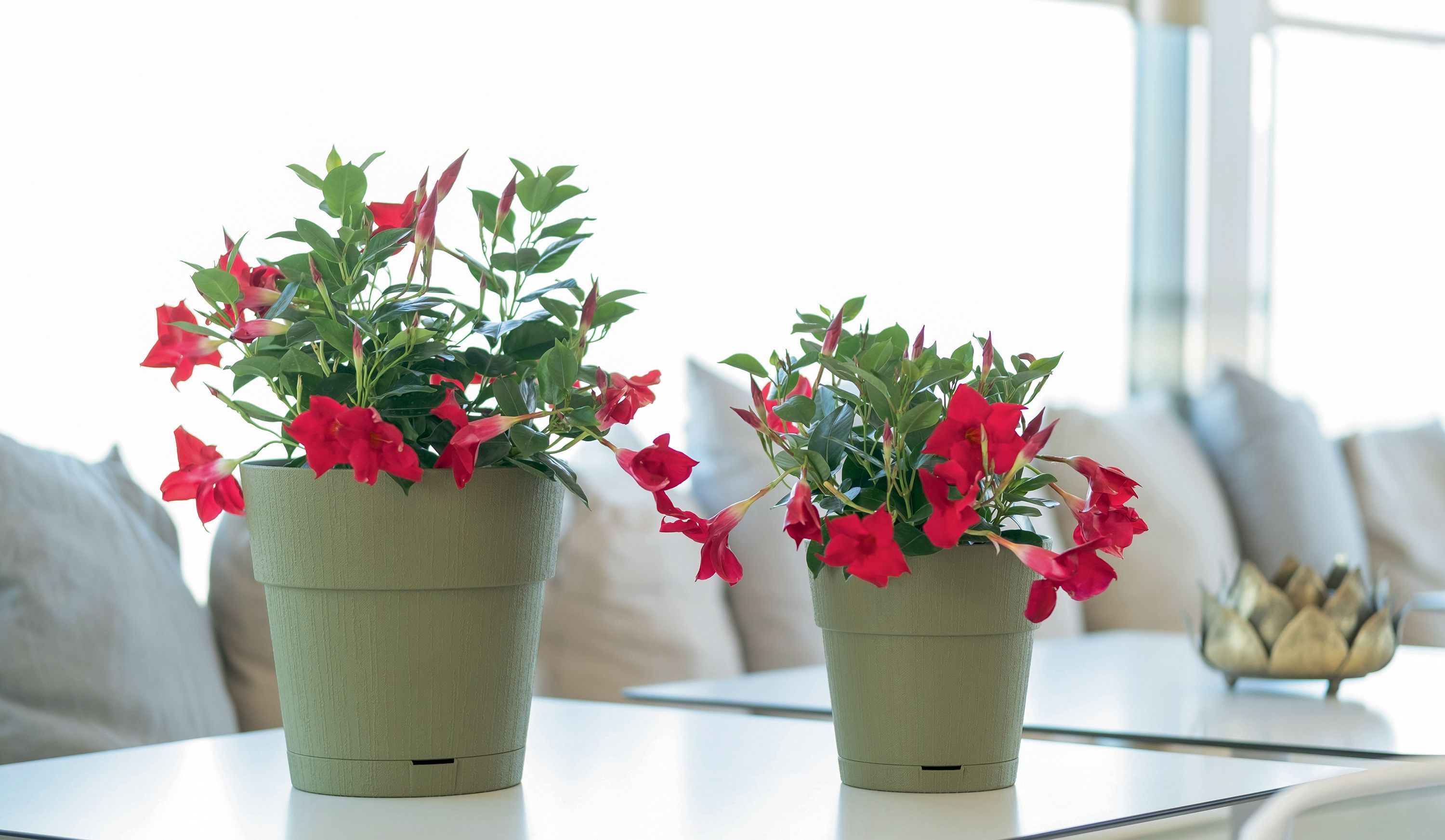 Image secondaire de Pot de Fleur Ethica 2L avec Réserve d'Eau - Gris - 40 cm