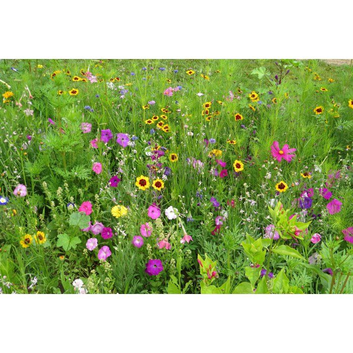 Image secondaire de Mélange de Fleurs Colorées pour Papillons - 39 Variétés - BHS