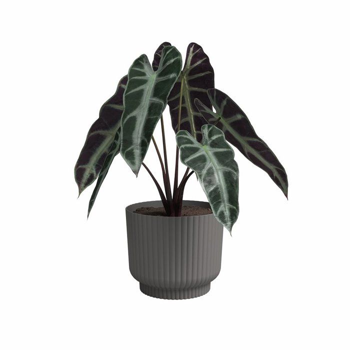 Image secondaire de Pot de Fleur Miami Wavy 30 cm Anthracite - Élégance Contemporaine