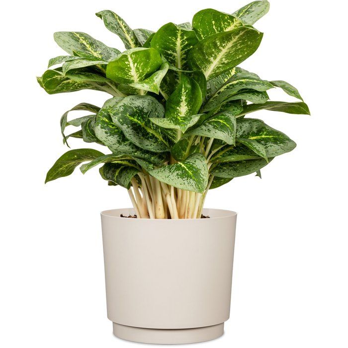 Image secondaire de Cache-pot rond élégant en blanc chaud - Ø 25 cm