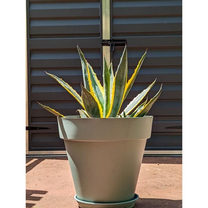Fioriera rotonda RIVIERA SOLEILLA - Plastica - Diametro 50 cm - Verde argilla