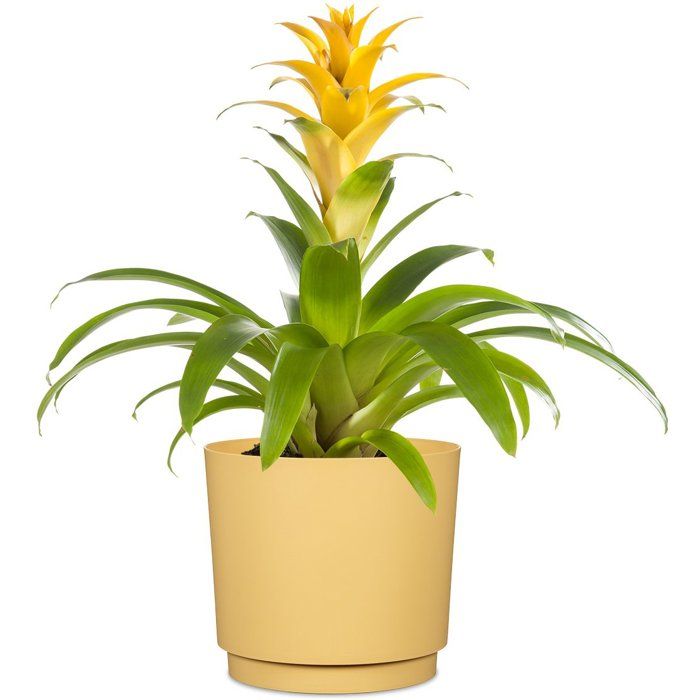 Image secondaire de Cache-pot rond jaune Plano - GARDEN ID - Ø 25 cm