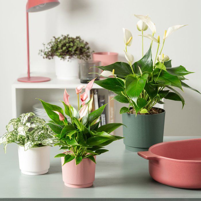 Image secondaire de Cache-pot rond élégant en blanc - GARDEN ID - Ø 25 cm