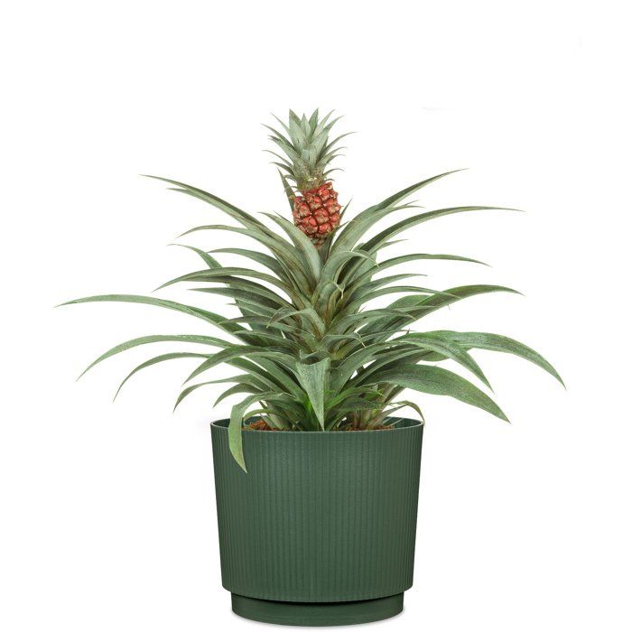 Image secondaire de Cache-pot rond élégant en vert foncé - GARDEN ID