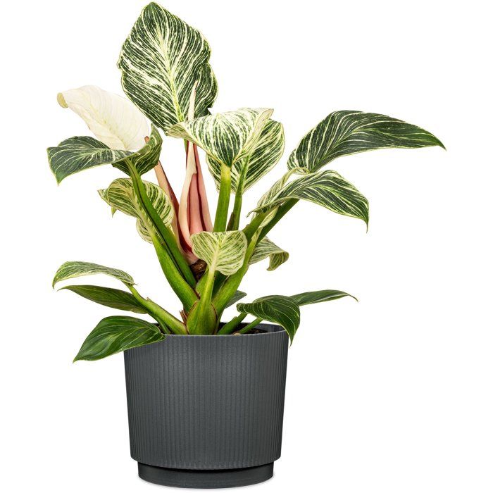 Image secondaire de Cache-pot rond anthracite Lino - GARDEN ID - Ø 25 cm