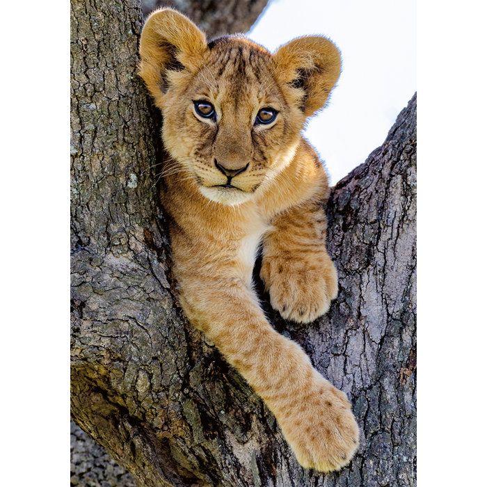 Image secondaire de Puzzle 1000 pièces Lionceau du désert - Collection Vie sauvage