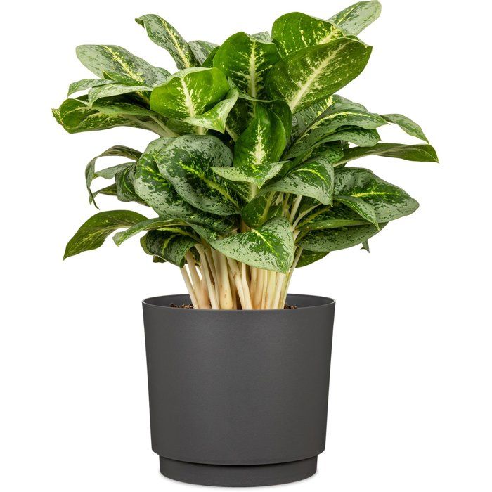 Image secondaire de Cache-pot rond anthracite Plano - GARDEN ID - Ø 25 cm