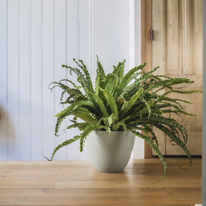 Image secondaire de Pot de Fleurs Rond Kaki Ø 40 cm - EDA Élément avec Système de Drainage