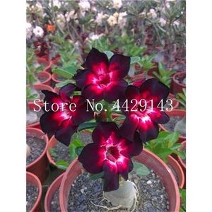 images of desert rose plants pictures of desert rose plants