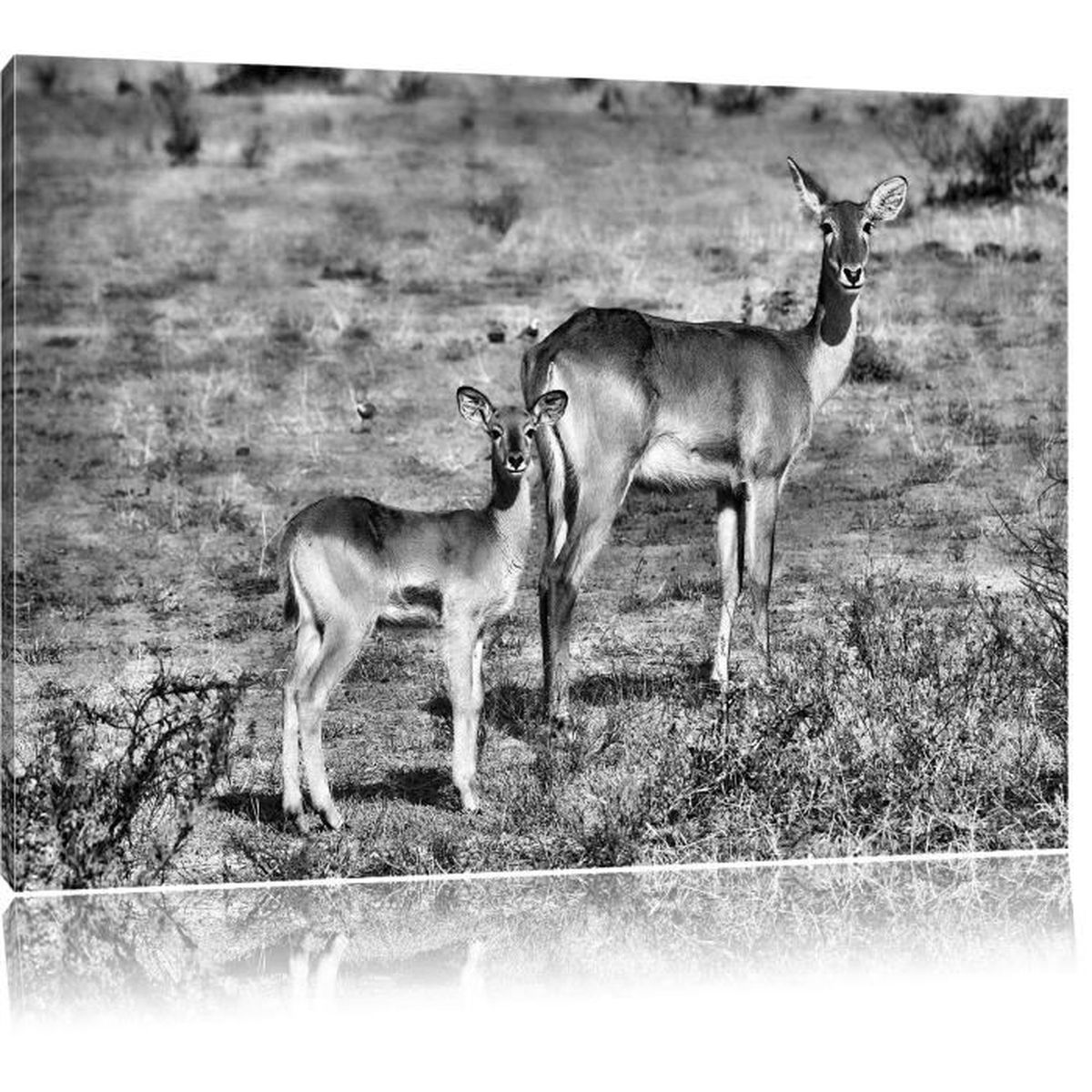 tableau gazelle tableau gazelle