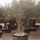 Olea europaea (Oliviers) (Pot de 5 litres – 100…