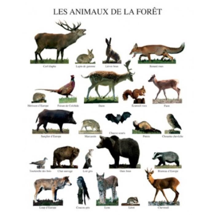  Animaux  Poster  Reproduction Les Animaux  De  La For t  50 
