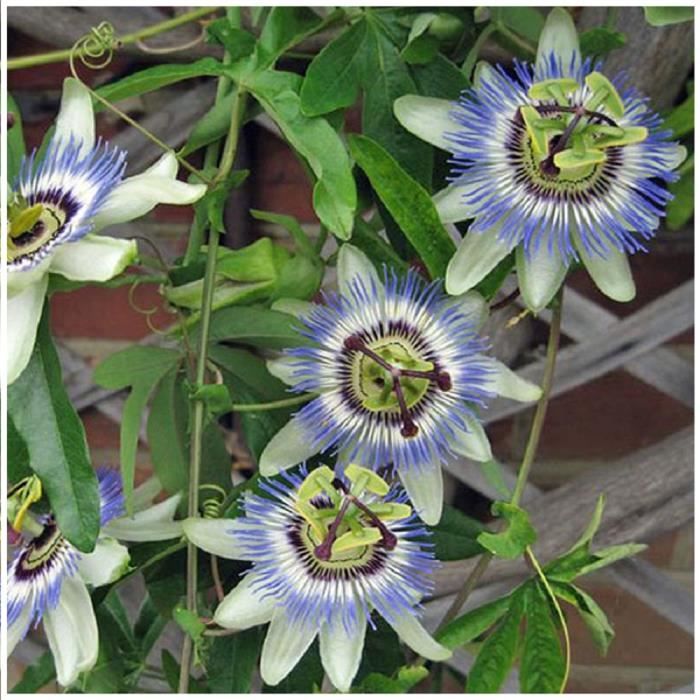 Lot de 40 graines de Plante Grimpante Passiflora Caerulea ...
