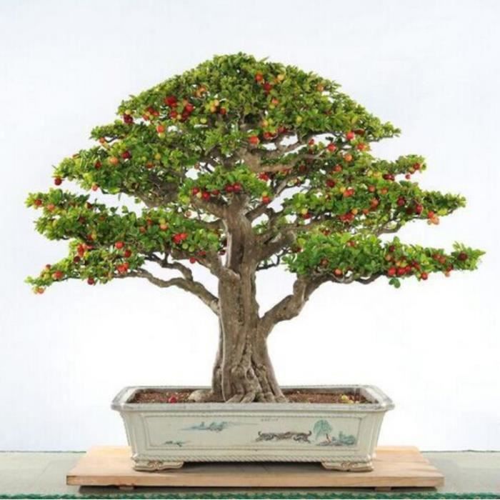 bonsai achat vente pas cher bonsai achat vente pas cher