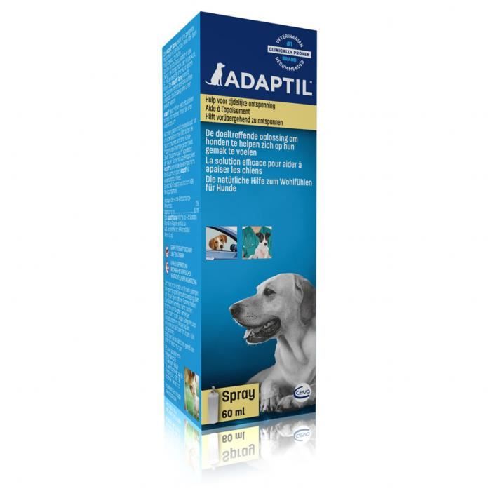 dressage chien 60