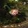 Paon deco jardin