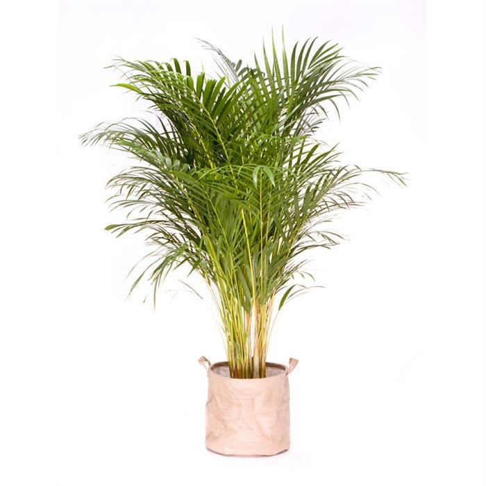 Areca 120 130cm   Achat / Vente PLANTE POUSSEE Areca 120 130cm