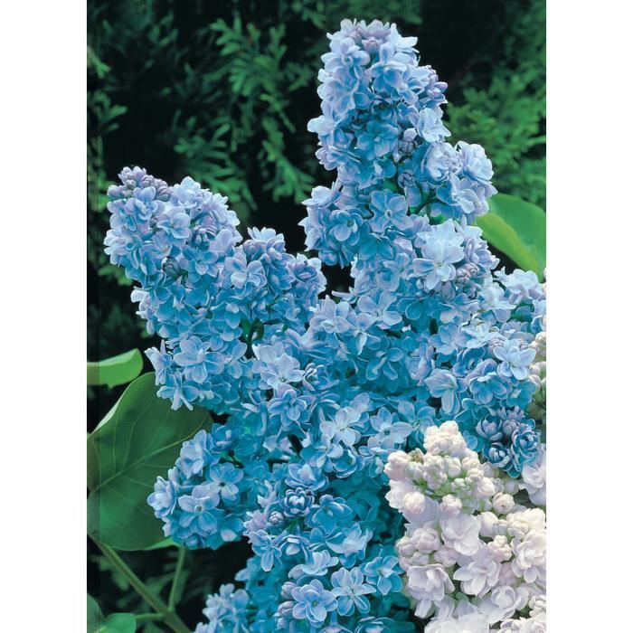 lilas double bleu