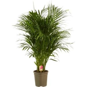 plante achat vente plante pas cher cdiscount plante achat vente plante pas cher cdiscount