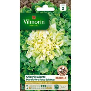 VILMORIN Chicorée scarole géante maraich?re race Salanca Sel. Vilmorin
