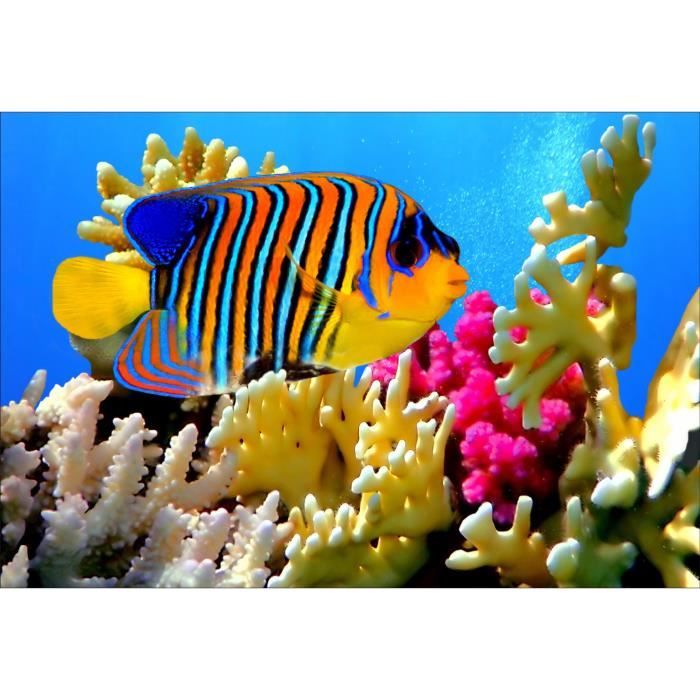 Sticker mural autocollant déco 25 dimensions Poissons tropicaux réf 1645