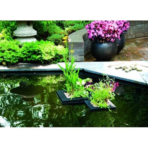 plante de bassin discount