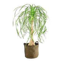 PLANTE POUSSÉE Beaucarnéa 110cm PLANTE POUSSÉE Beaucarnéa 110cm