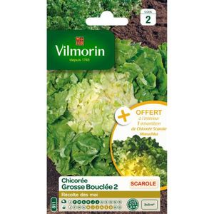 VILMORIN Chicorée scarole Grosse boucle 2