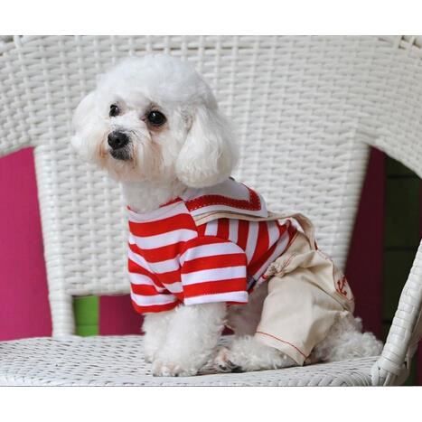 vetement pour bichon