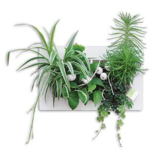 Cadre Vegetal Mural Achat Vente Pas Cher
