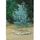 EUCALYPTUS GUNNII - Arbre – GOMMIER - 20-30cm de h