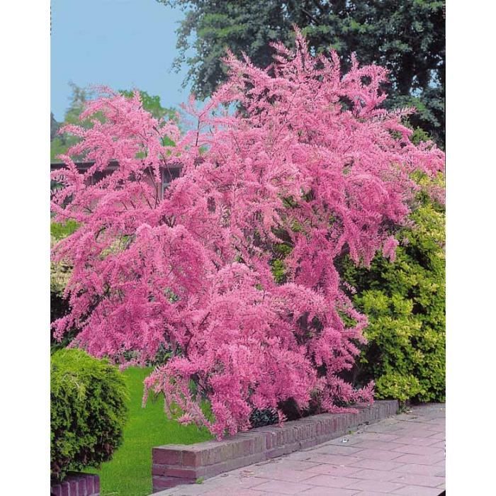 Tamaris d'été - Achat / Vente arbre - buisson Tamaris d ...
