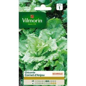 VILMORIN Chicorée scarole Cornet d Anjou