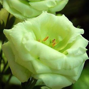 acheter graines de fleurs pas cher acheter graines de fleurs pas cher
