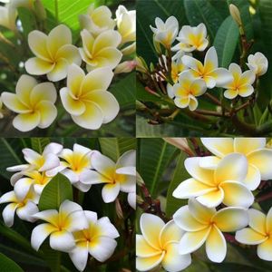 Filziges hornkraut 500 graines Cerastium tomentosum Argent Herbe Argent hornkraut