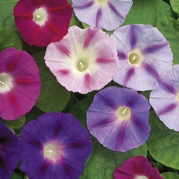 Graines d'Ipomée Volubilis variée grimpante culture facile ...