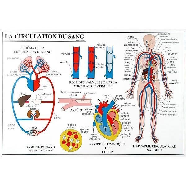 image circulation sanguine