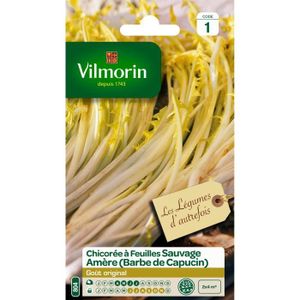 VILMORIN Chicorée ? larges feuilles am?res type Barbe de Capucin