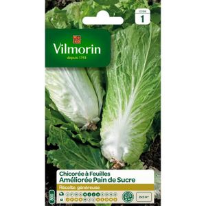VILMORIN Chicorée ? larges feuilles améliorée Pain de Sucre