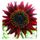 Lot de 25 Graines Potageres - Tournesol Rouge - 60