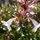 Abelia (Abelia Grandiflora) Jeune plant en godet 1