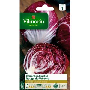 VILMORIN Chicorée ? larges feuilles rouges de Vérone