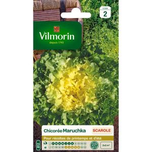 VILMORIN Chicorée scarole Maruschka