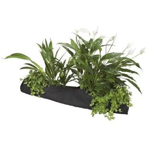 plante de bassin discount