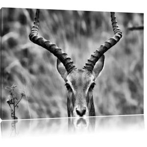 Tableau gazelle - Achat / Vente pas cher TABLEAU - TOILE Monocrome, magnifique gazelle dorcas, Format: 100x ...