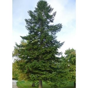 Sapin nordmann - Achat / Vente Sapin nordmann pas cher ...